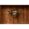 /bull head on the wall steel sculpture